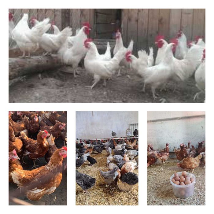 Продам кури несушки! Доставка безкоштовна. Сахновщіна!