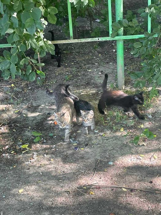 Котинята шукають дім/Коти/кіт/котиня/кішка