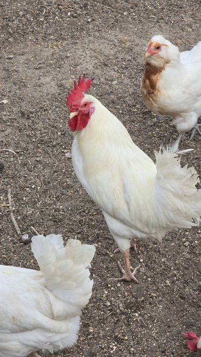Macho azur ovos azuis
