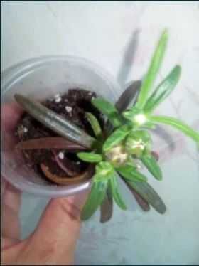 Суккулент Местоклема  Mestoklema macrorhiza  семена, насіння.