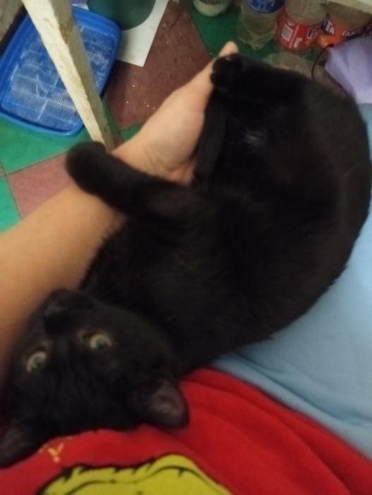 Кошеня в добрі руки