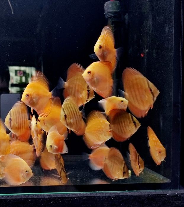 Paletki dyskowce red rose, blue diamond, turquis, solid red, Red Map