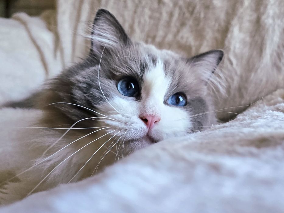 Przekochany chłopczyk Ragdoll szuka domu