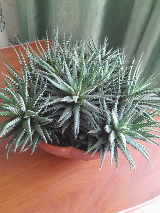 Хавортия , гастерия ...суккуленты, Хлорофитум