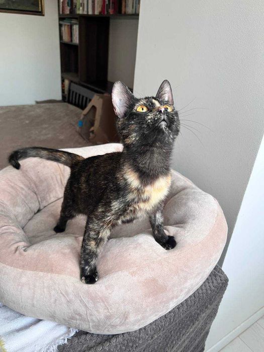 ніжна киця ,кошеня , муркотушка лагідна та  розумна