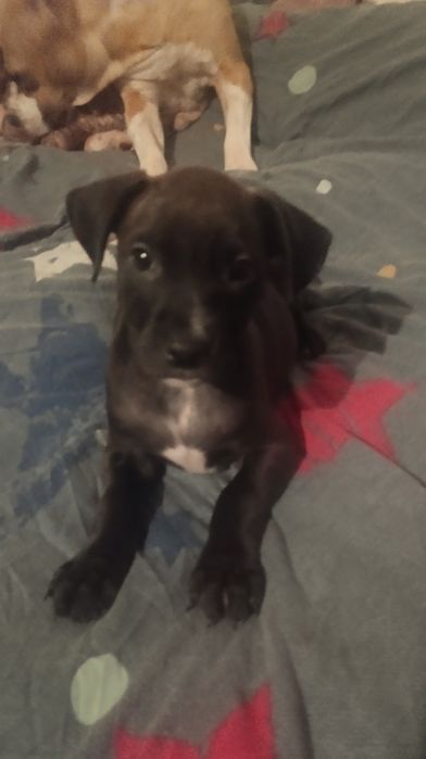 Продам щенков питбуля