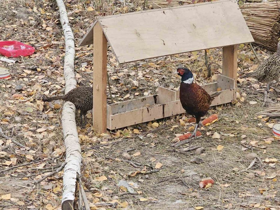 Продам фазана фазанят