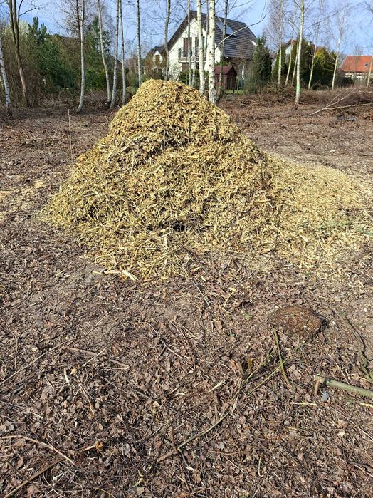 Oddam za darmo  zrebki wiory po galeziach