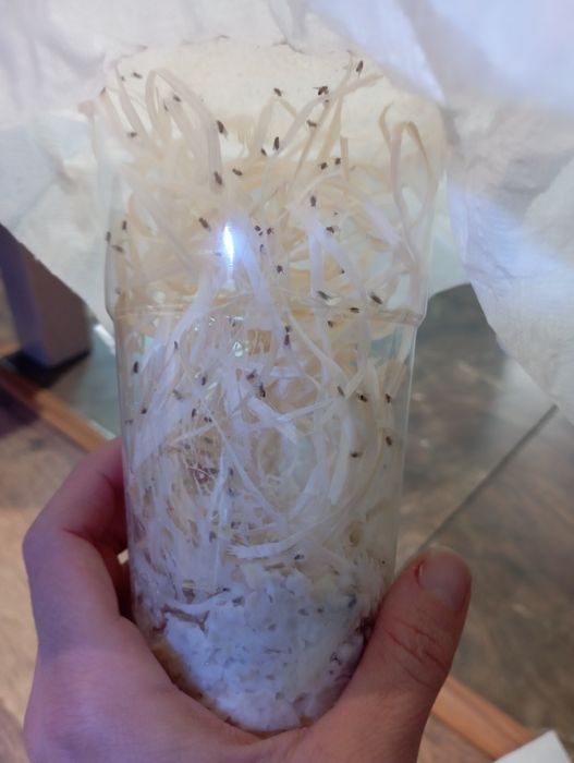 Muszki owocowki małe i wieksze