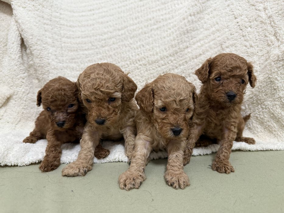 Бронювання цуценят той-пудель