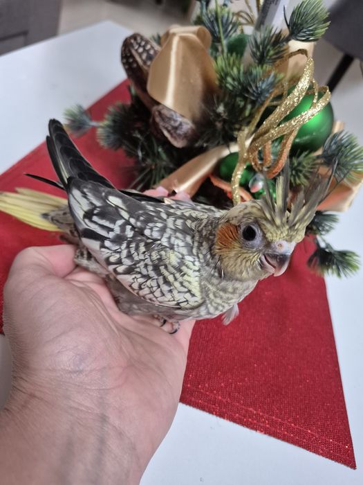 Papuga nimfa oswojona