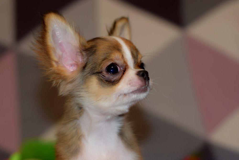 Длинношерстный мальчик чихуахуа