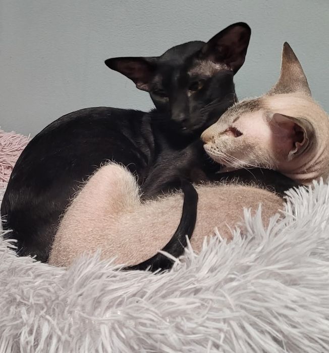 Peterbald   kotka