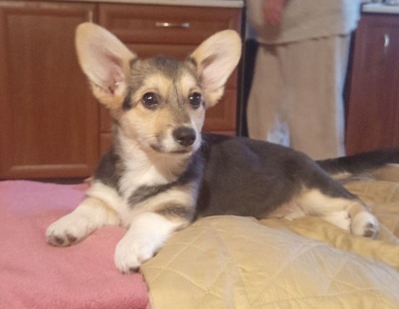 Мила дівчинка Вельш-корги пемброк триколор