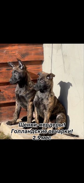 Выбор щенков голландской овчарки!
