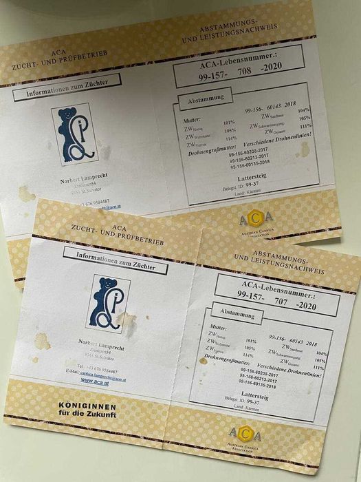 Бджоломатка Карніка Лампрехт ( Lamprecht) австрійський матеріал )