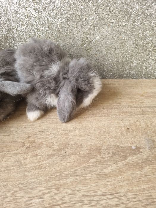Kit coelhos anoes mini lop, mini holandes e toys na minha criacao