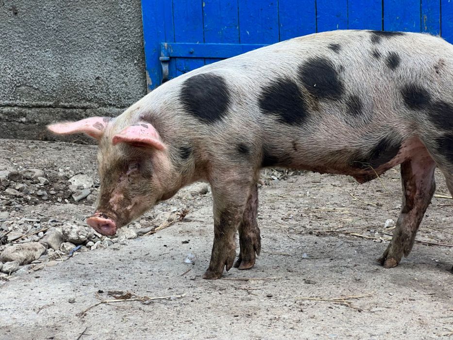 Поросята 3-х місячні