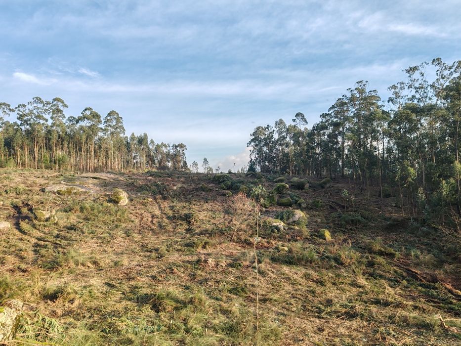 Terreno 4 Hetares Alugo/troco