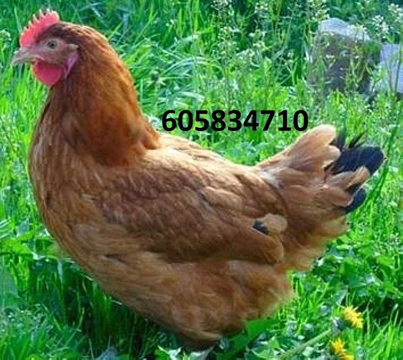 Ferma sprzeda kury ł62