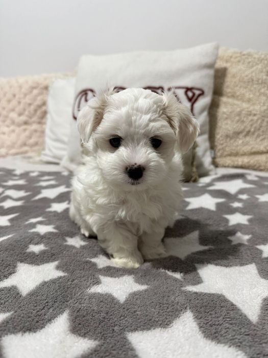 Maltańczyk Piesek Dior/ 1maj