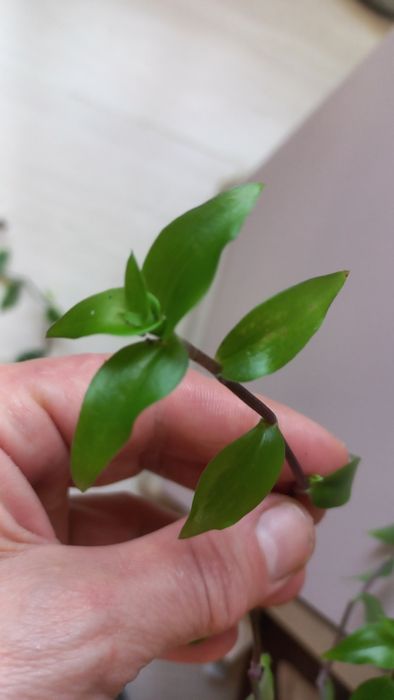 Традесканції різні