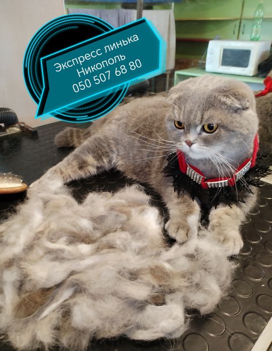 Экспресс -линька для котов