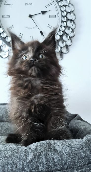 Maine coon Kotka czarna