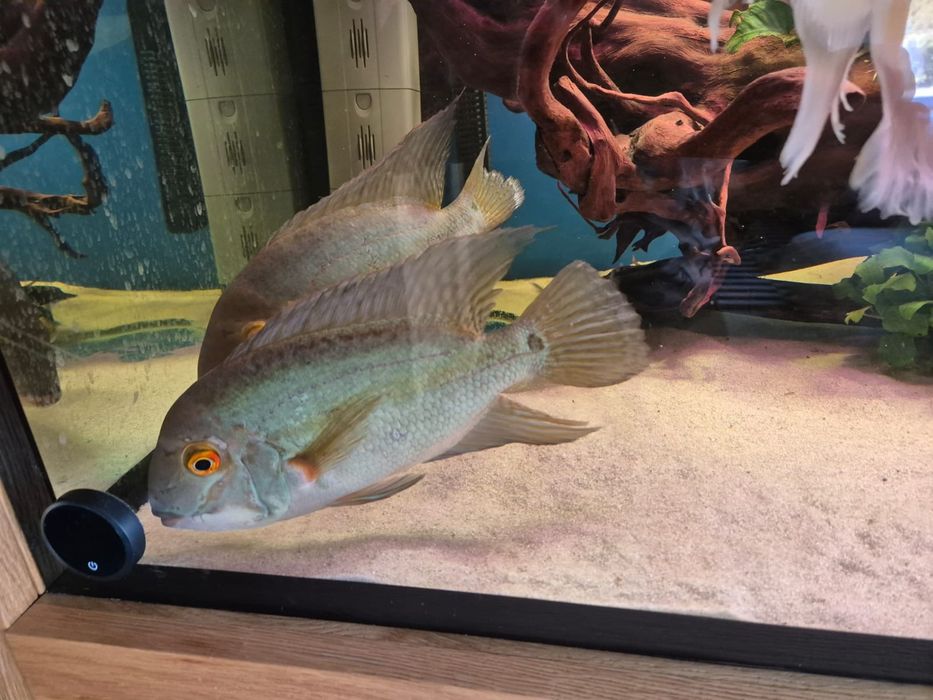 Hoplarchus psittacus para >25cm