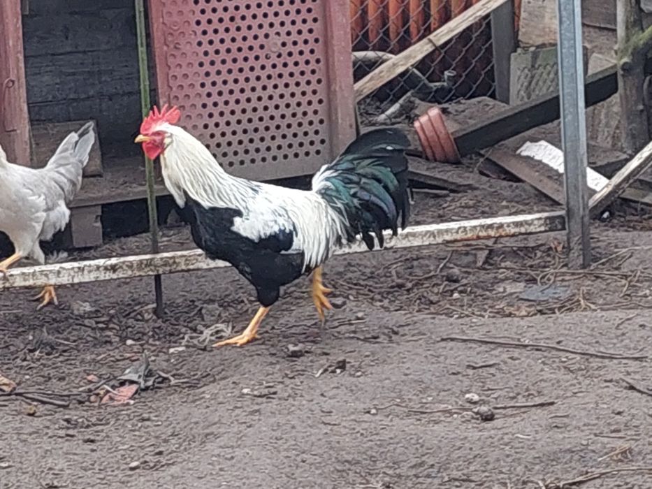 Koguty młode sprzedam