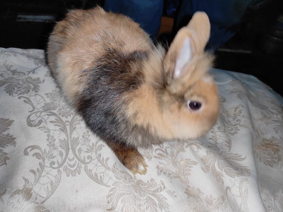 Miniaturki kroliczkow angora