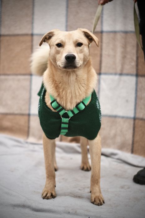 Невеличкий та розумний цуцик Майкі  в добрі руки!