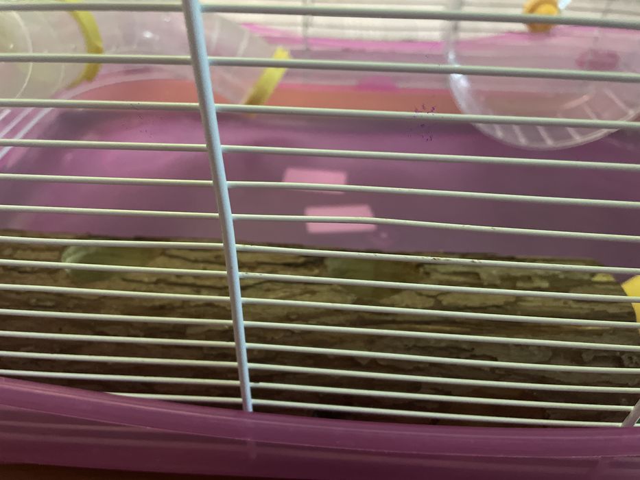 Gaiola para roedor