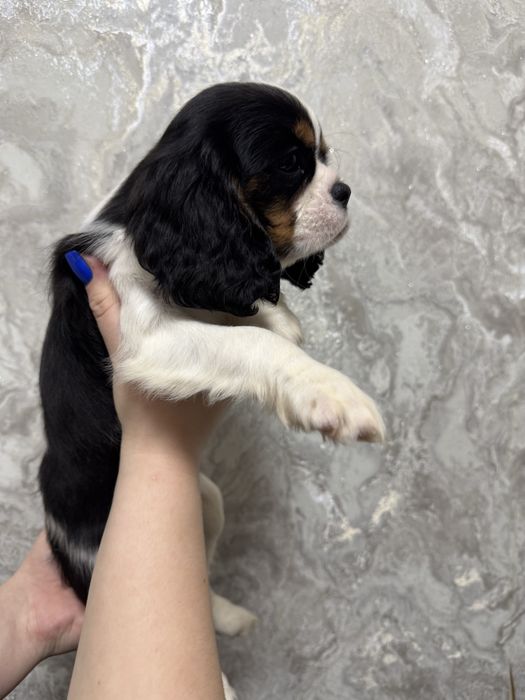 Щенки Кавалерчики