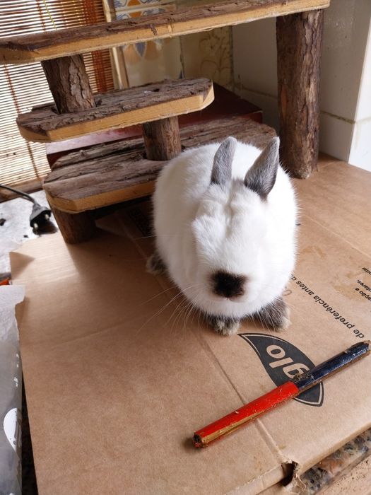 Coelhos anoes himalaias