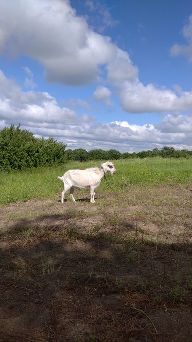 Козел Зааненський без документів. Продамо на плем'я.