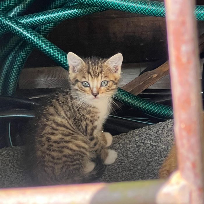 7 tygodniowe kocięta, pręguski,oddam