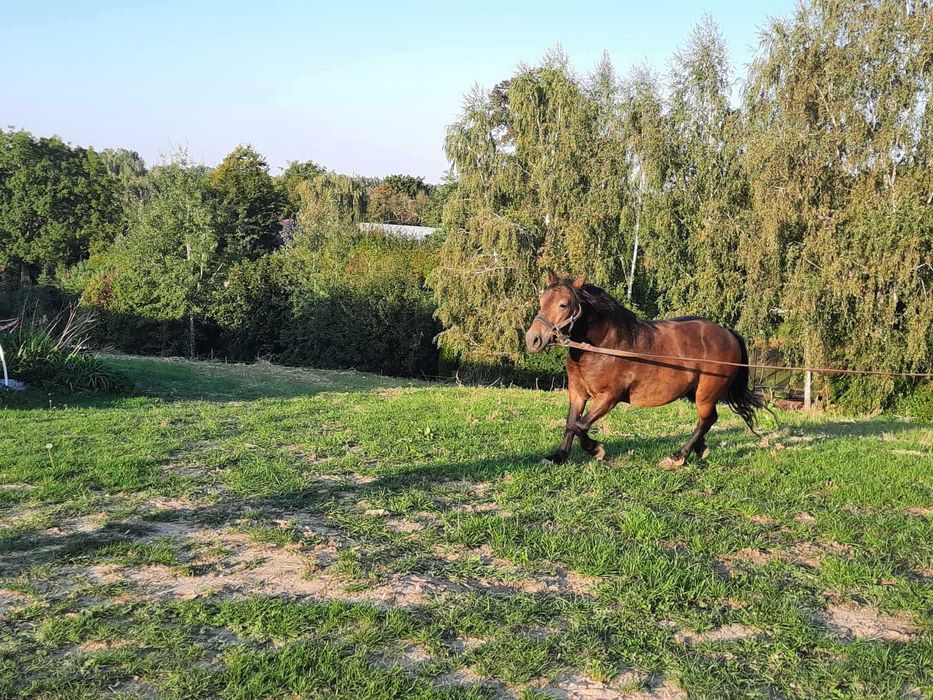 Koń pod zaprzęg- sprzedam wałacha