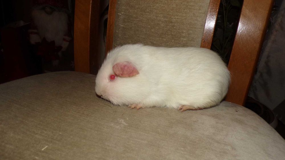 świnki  morskie rasowe gładkie  CREME, RUDE