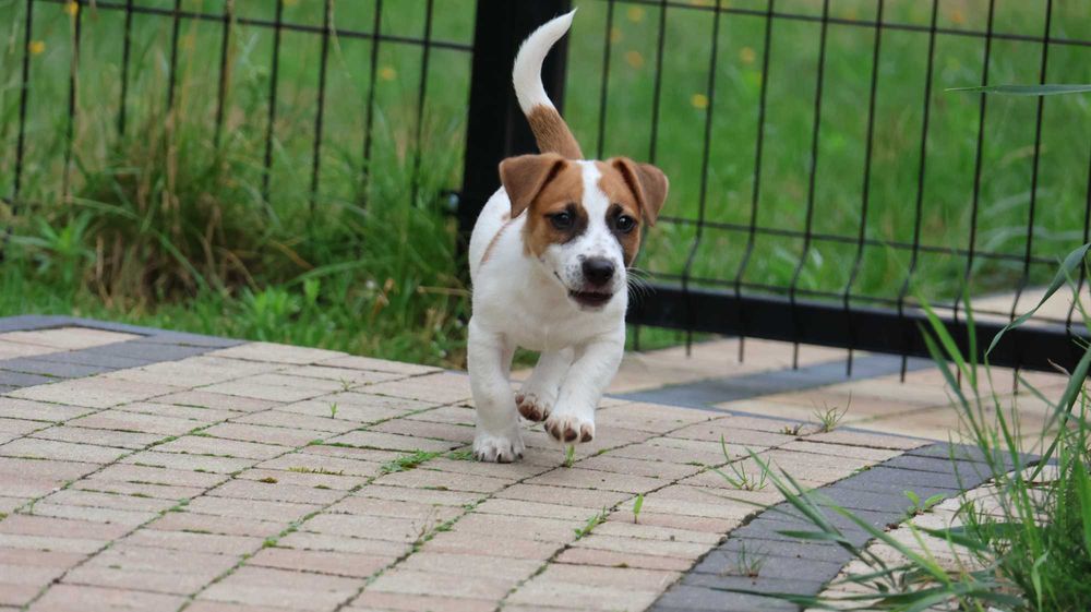 Wspaniały Piesek HEX - Jack Russell Terrier z hodowli "BREFIO"-do odbioru