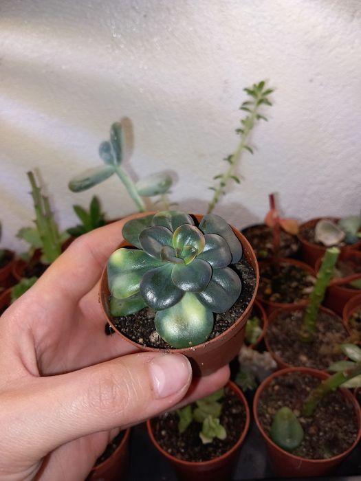 Vendo varias suculentas
