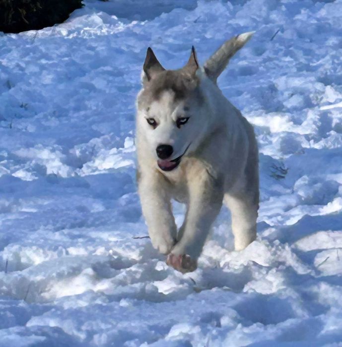 siberian husky suczka niebieskooka