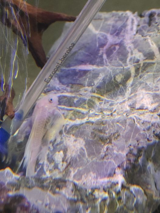 L144 Snow white long fin