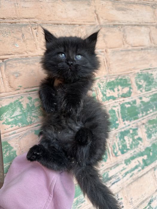 Кошенята шукають своі родини. Тільки Харків. Тільки в квариру