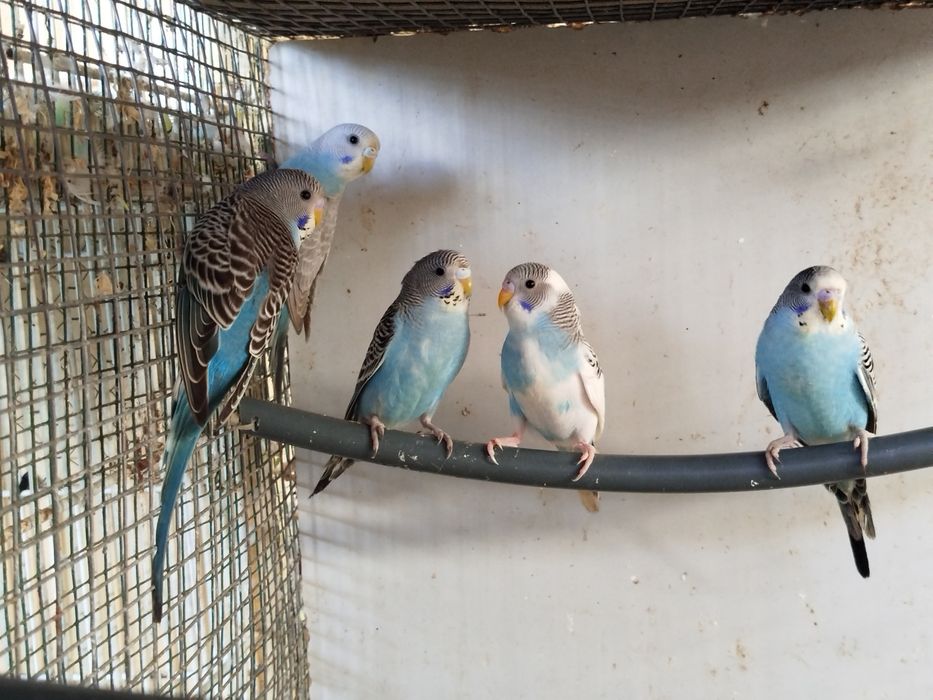 Periquitos Australianos