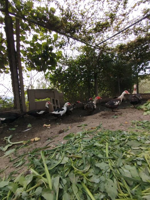 Patos mudos caseiros