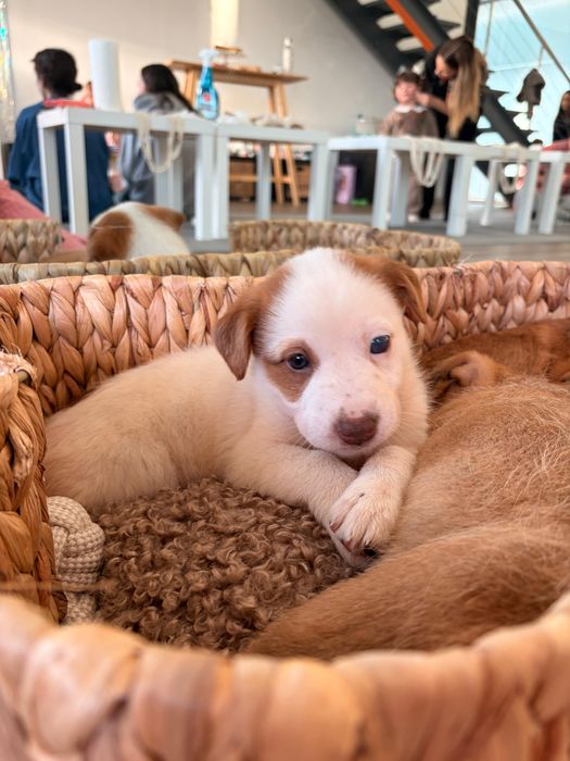 Yolanda - 2.5 meses, porte médio