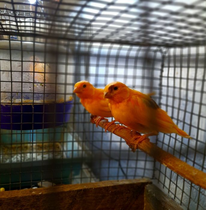 Клетки для кенарей