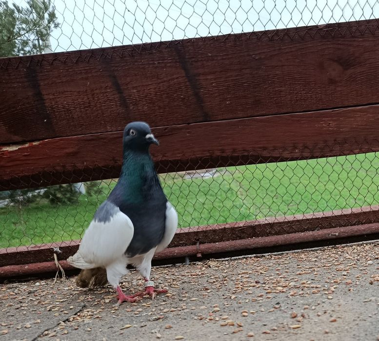 Sprzedam gołębie ozdobne RÓŻNE i pocztowego !!!