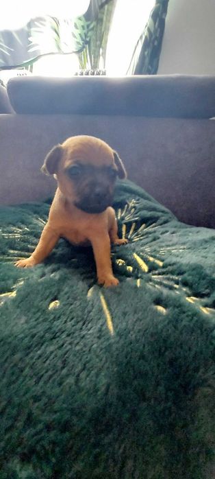 Pinczerek Miniaturowy